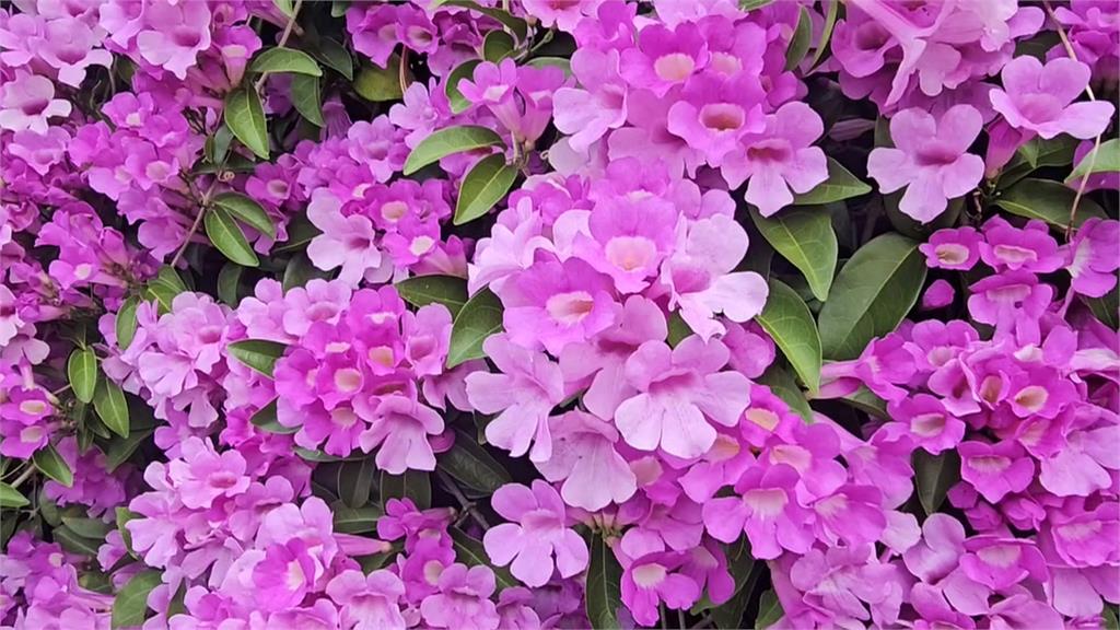 疑氣後異常!苗栗通宵「蒜香藤」三度盛開 吸引遊客朝聖搶拍