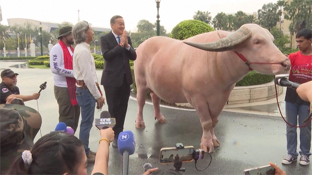 水牛界之光！泰國稀有白水牛爆紅　獲總理賽塔接見