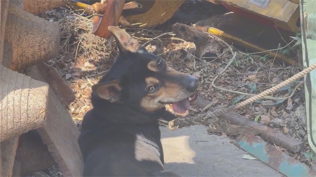 地獄倒楣鬼? 騎士遭休旅車擦撞 倒地起身又被狗追