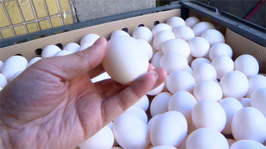 禽流感衝擊每日產量少2000箱　雞蛋漲2元！早餐店業者：明天的蛋在哪裡