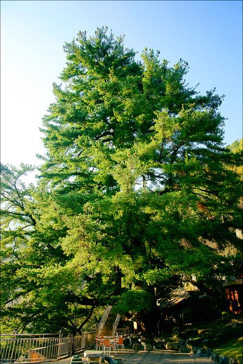 快新聞／谷關「千年五葉松神木」倒塌畫面曝！　飯店客房慘遭波及