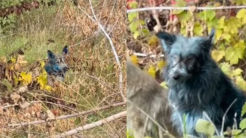 車諾比核災40年後禁區驚見「藍狗」!一週內毛色突變…研究曝:基因已變異