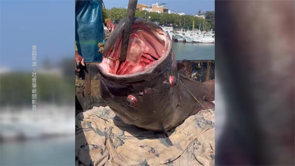 得出動吊車吊上岸　琉球漁民捕獲235公斤龍膽石斑