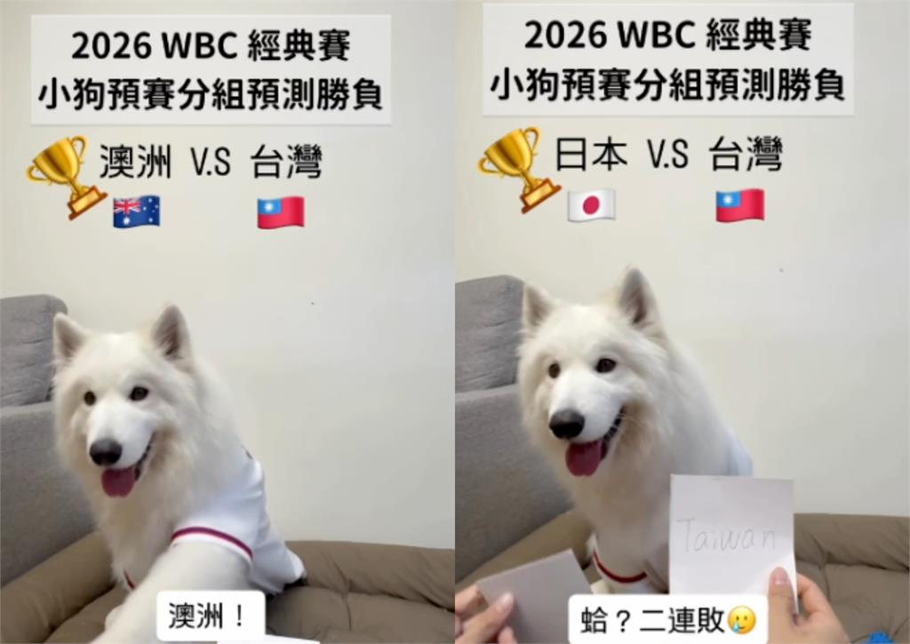 經典賽／前3戰勝負100%全命中！神準片段流出「最後一戰」靈犬這樣選