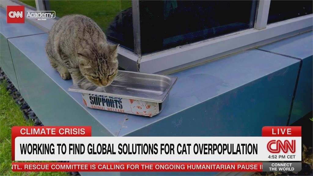 貓咪天氣越熱生越多　動保人士呼籲氣候峰會關注動物議題