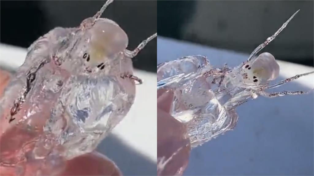 漁夫抓到拇指大「99％透明果凍怪蟲」！13秒蠕動片瘋傳真面目曝光