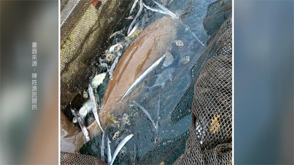 「美人魚」連2天現蹤宜蘭! 民眾曝放生前一天目擊身影