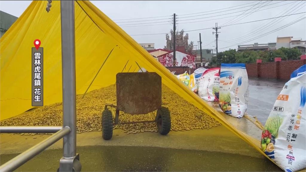 豪雨炸全台！衝擊雲林農漁業　農民緊急搶收心血