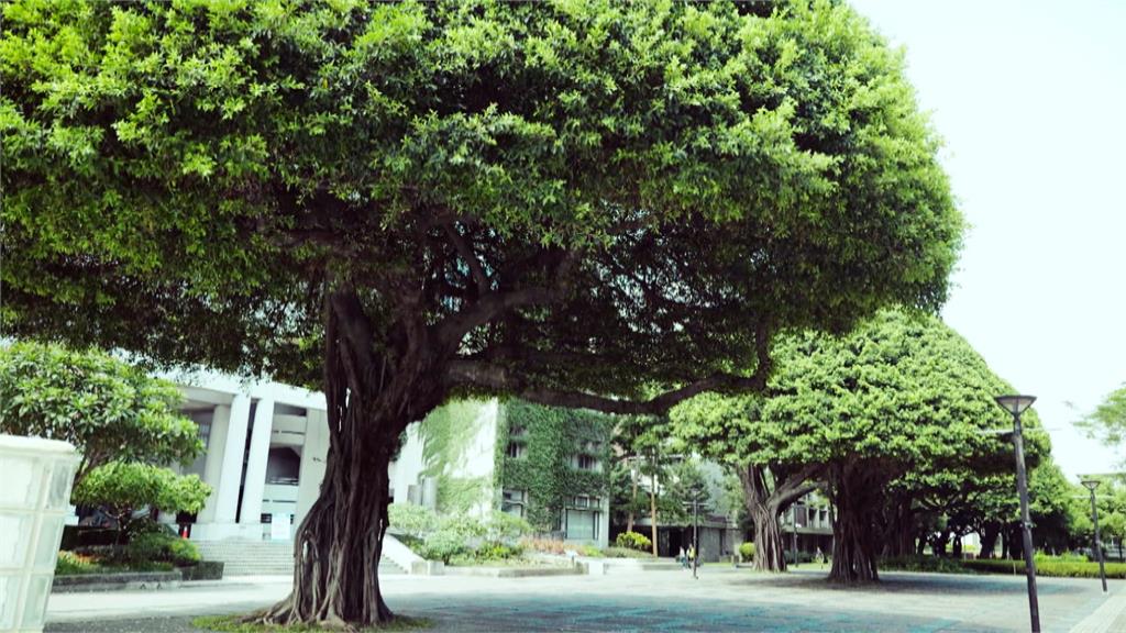 異言堂／樹倒致死意外平均一年一起！大樹為何成為「殺人兇手」？
