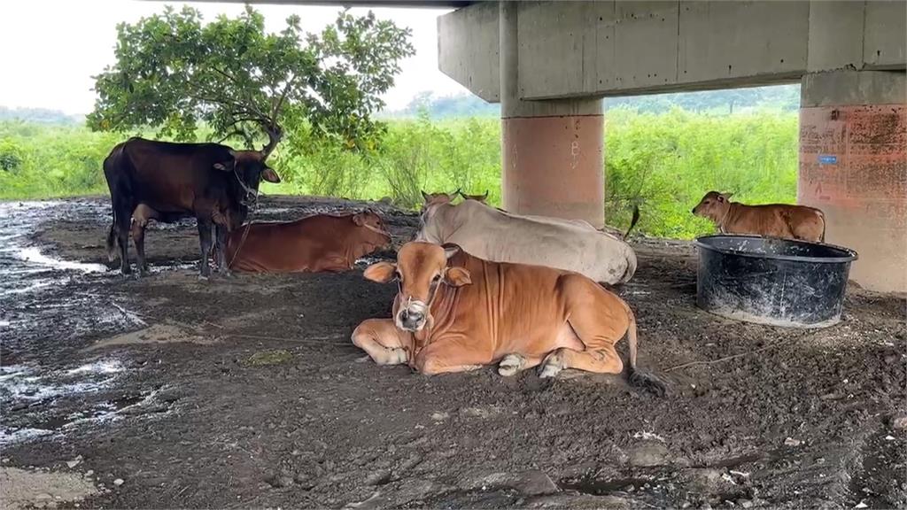 屏東2頭「黃牛」逛大街　警方循線找上飼主開罰