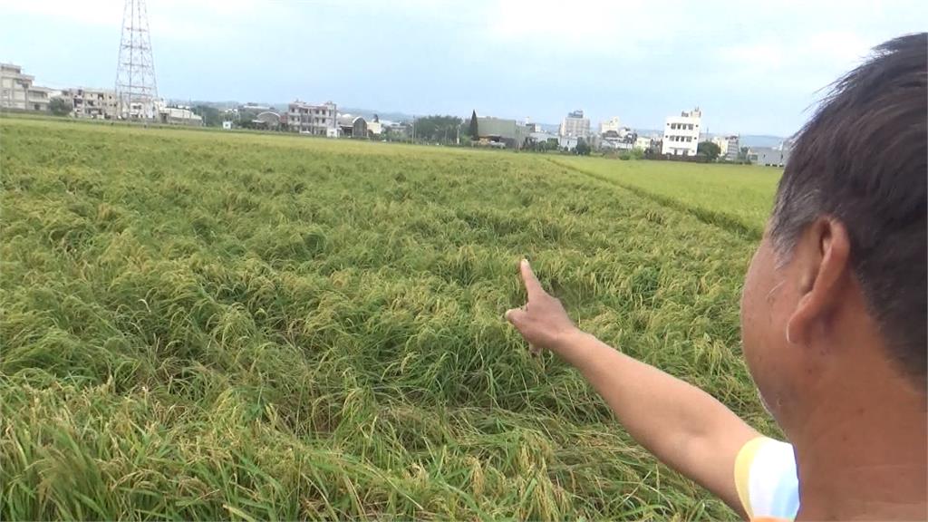 颱風過境!中部多處傳農損 農民損失慘重「無語問蒼天」