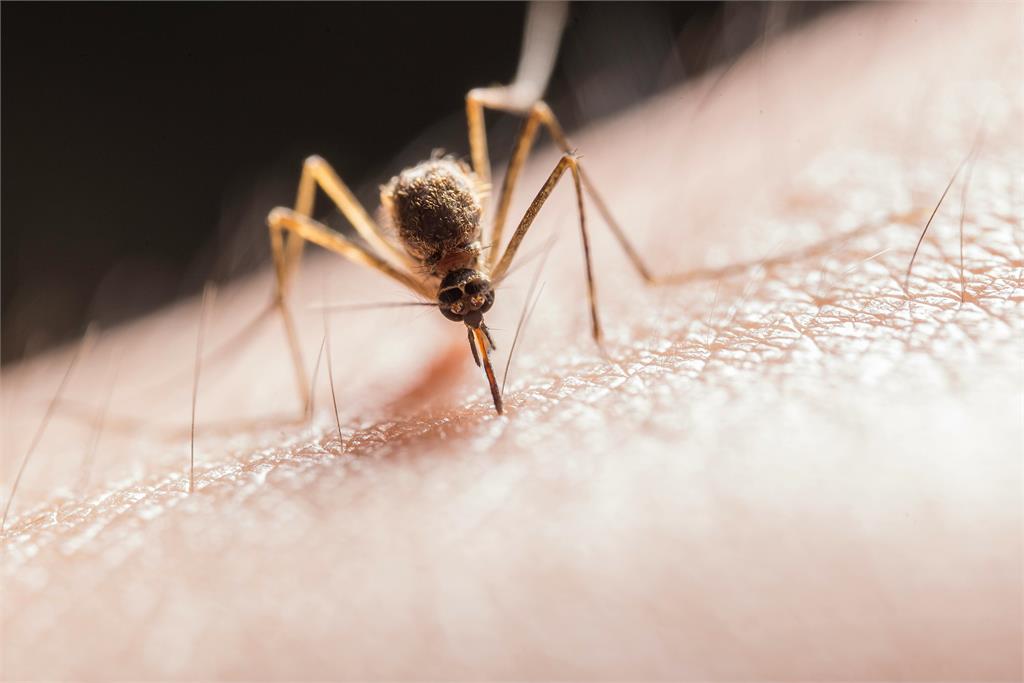 蚊子到底能飛到幾樓?機上竟被叮…網笑:牠生涯最「高」光時刻