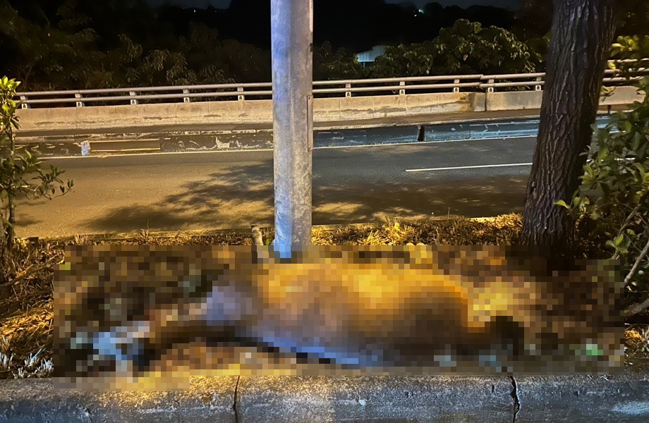 近40天來第二起! 彰化東外環道再傳水鹿被路殺