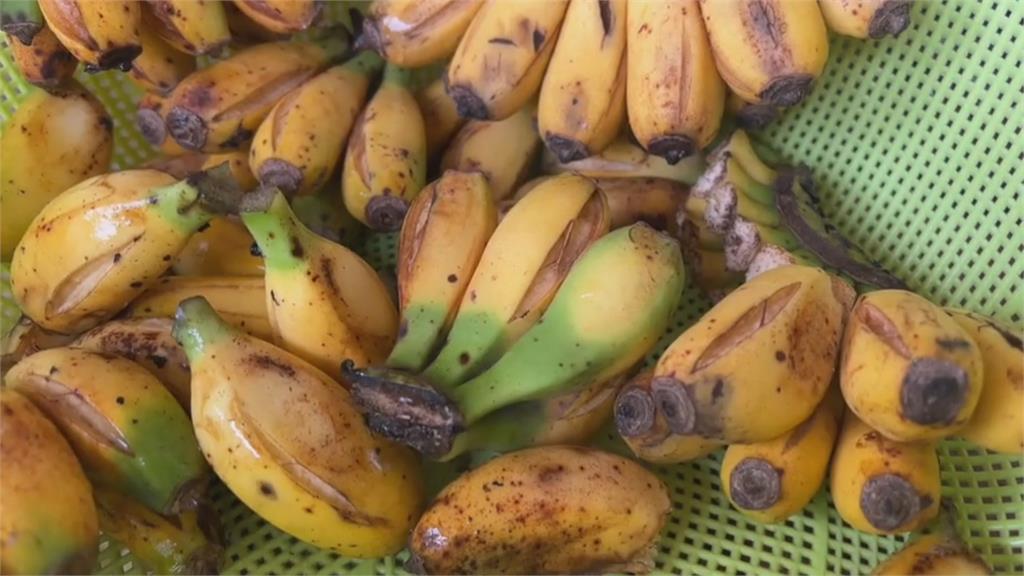 好厲害的千層蕉！宜蘭罕見香蕉樹　一口氣結出上千條香蕉