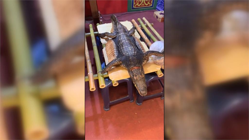 廟會拜三牲有「鱷魚」! 特大號魚肉供品引民眾圍觀