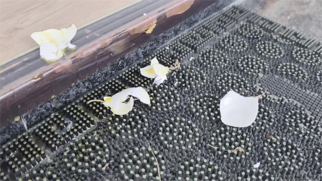 抓到了！民進黨花蓮縣黨部遭丟雞蛋 兇手是統促黨成員