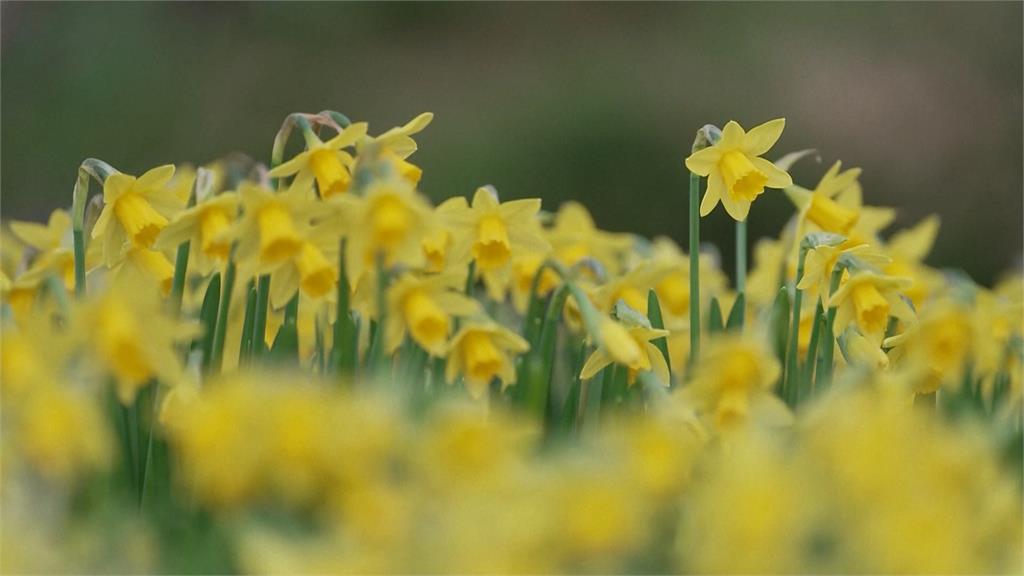 英格蘭2月均溫7.5度創34年新高　杜鵑、水仙提早盛開