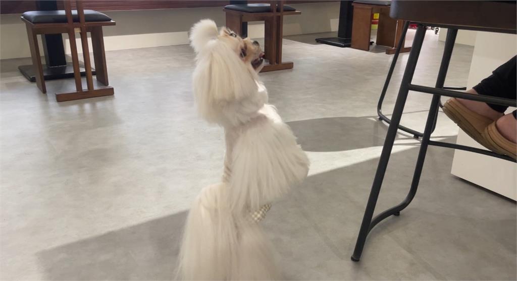 毛孩新商機　邊陪玩邊喝咖啡！　複合式寵物精品館　打造毛孩快樂天堂