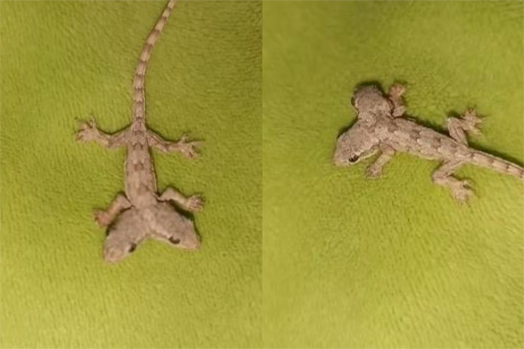 泰驚現詭異「雙頭壁虎」女嚇傻PO網求助 專家解釋真相其實超殘酷!