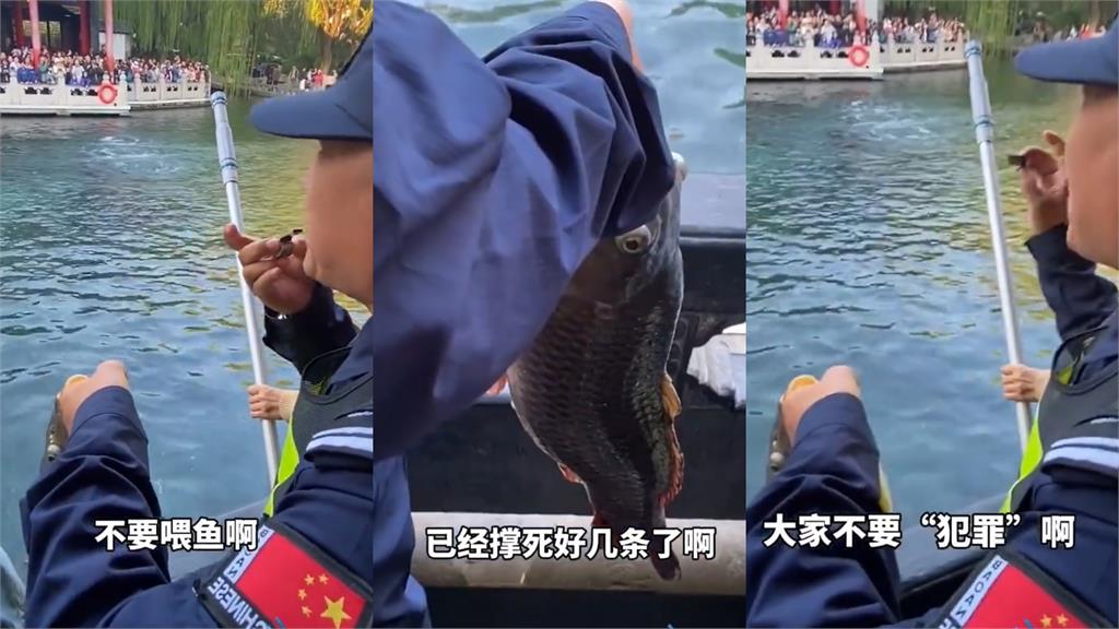 被過度餵食「錦鯉⭢豬鯉」 中國伯手拿「罪證」勸阻:死好幾條了!