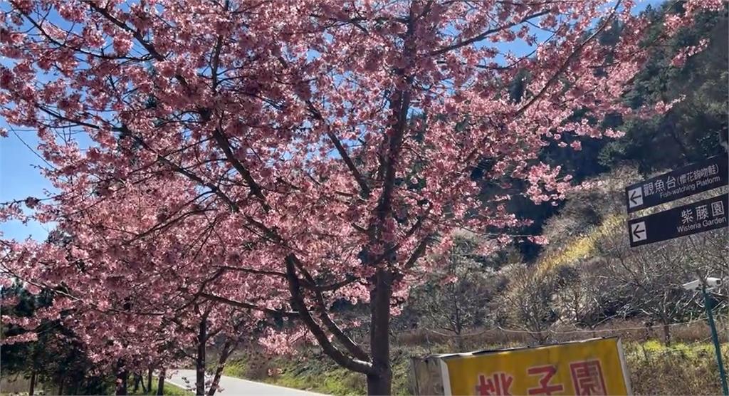 空拍影片太美!武陵農場2萬棵櫻花綻放 3km粉紅櫻花河超浪漫