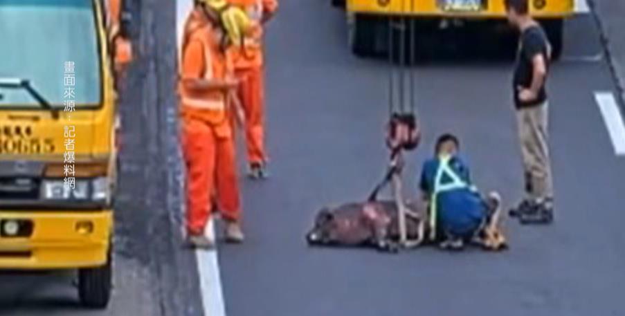國道驚現大黑豬! 疑掉落車上 後腿受傷跌坐中線車道