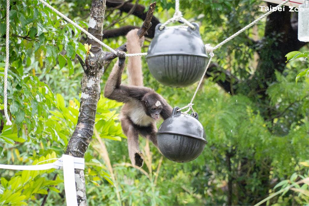快新聞/大貓熊也過元宵節? 北市動物園備「塑膠湯圓」海廢浮球變玩具
