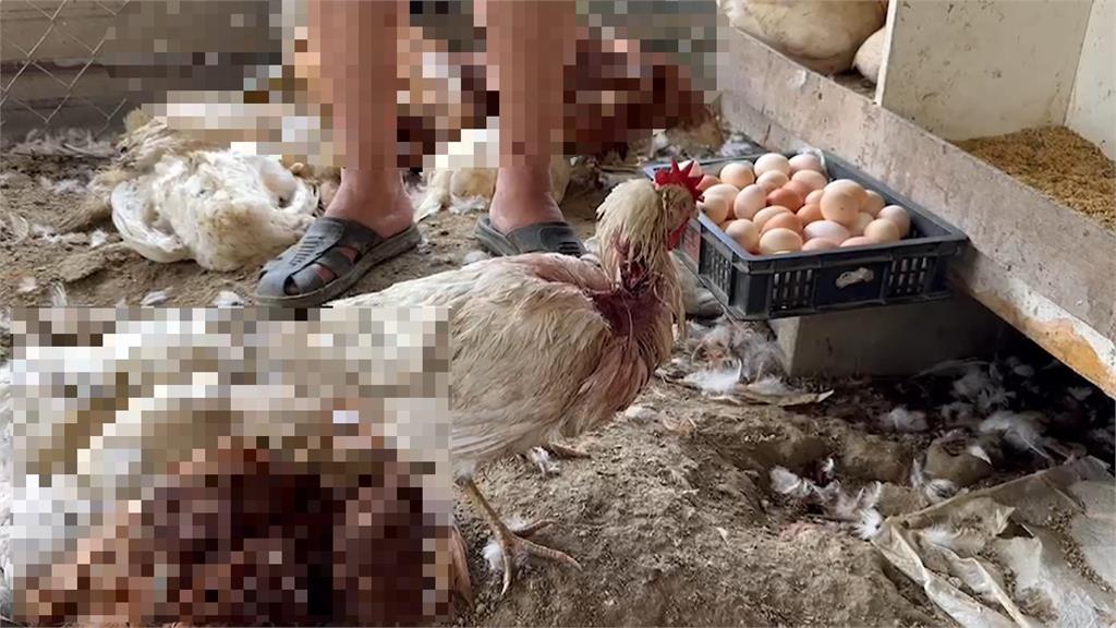 兩百多隻蛋雞遭咬死　台南雞農控禍首是「流浪犬」