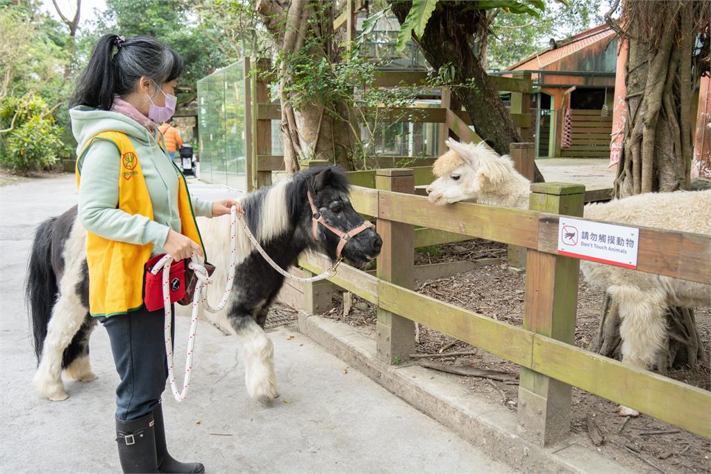 快新聞/遇見迷你馬、家驢的漫步時光! 園方推週一來逛台北動物園