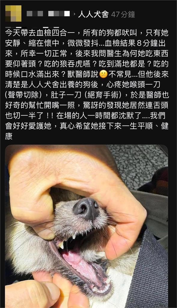 米可白639字怒斥苗栗虐犬案！痛批「割聲帶竟不算虐待」：制度破洞