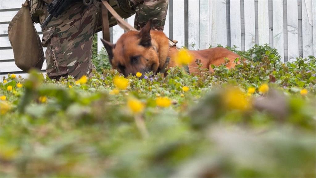 新毛士兵作戰模式! 法國培訓無人機引導軍犬