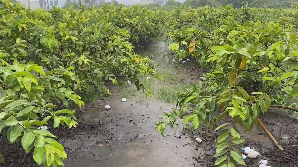 高雄多地暴雨　燕巢芭樂樹泡水恐5成爛果