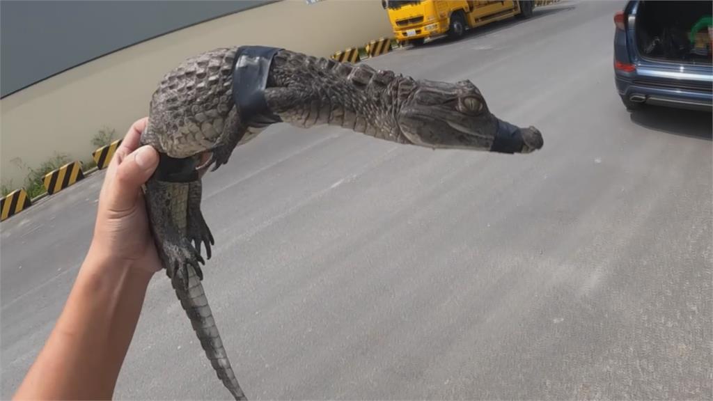 釣客注意！達人在台南水域捕獲小鱷魚　網提醒：幼仔在向母鱷求救