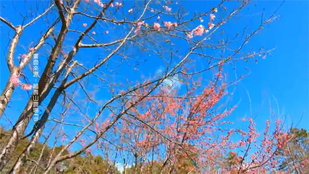 武陵農場進入最佳賞花期 民眾搶拍「櫻王」 福壽山千櫻園2/14開園 花期至4月初