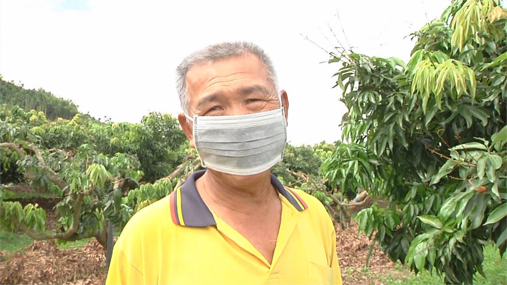 近幾年最嚴重! 雨襲雲林荔枝 農民:血本無歸