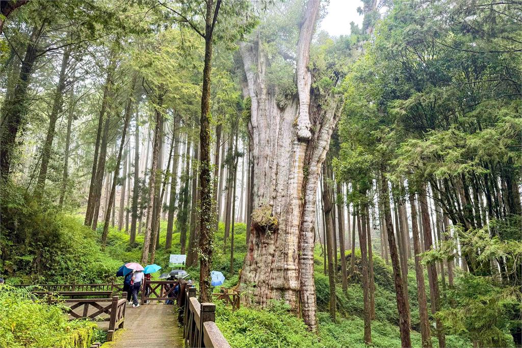 中秋連假免開車遊阿里山,享受兩天一夜山林之旅