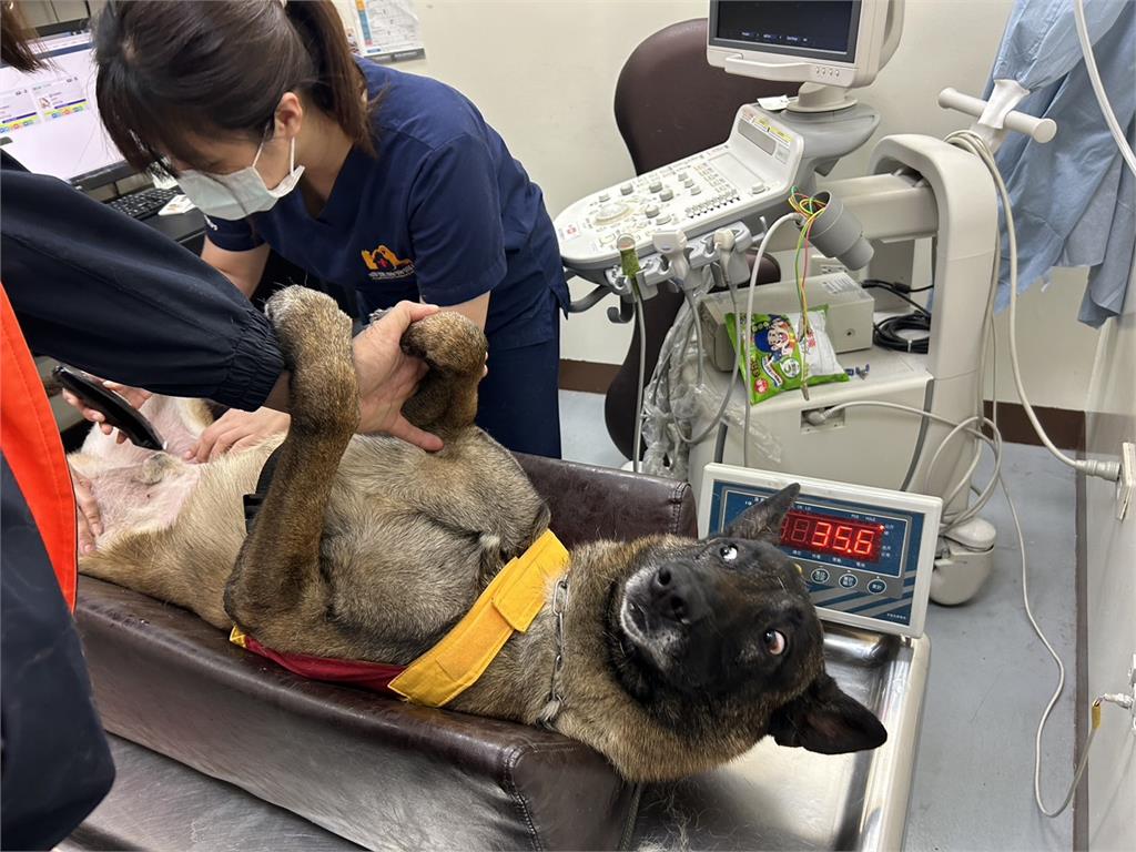國際搜救犬日 陳其邁慰勞汪汪隊送上禮物