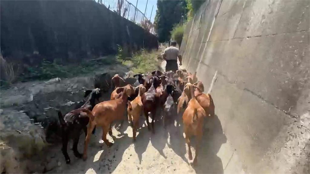 口渴了！被19隻羊尾隨追著跑　提水桶男嚇壞報警