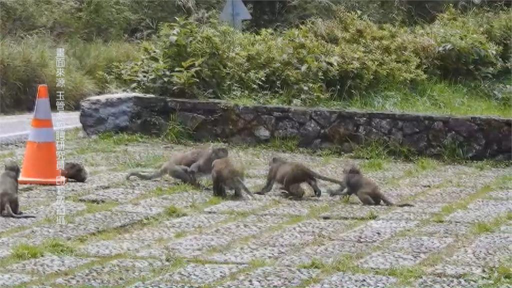 攔路打劫！塔塔加園區猴群搶奪遊客食物 