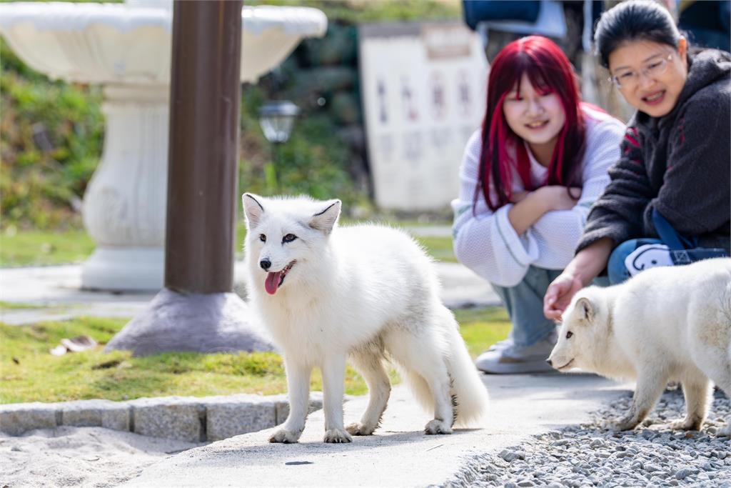 快新聞／大小朋友引頸期盼！「超人力霸王」提燈何時發？陳其邁給答案