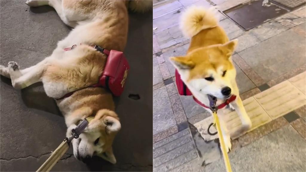 秋田犬散步拒回家「躺地秒變賴皮狗」 主人嘆:四肢要不要捐出去