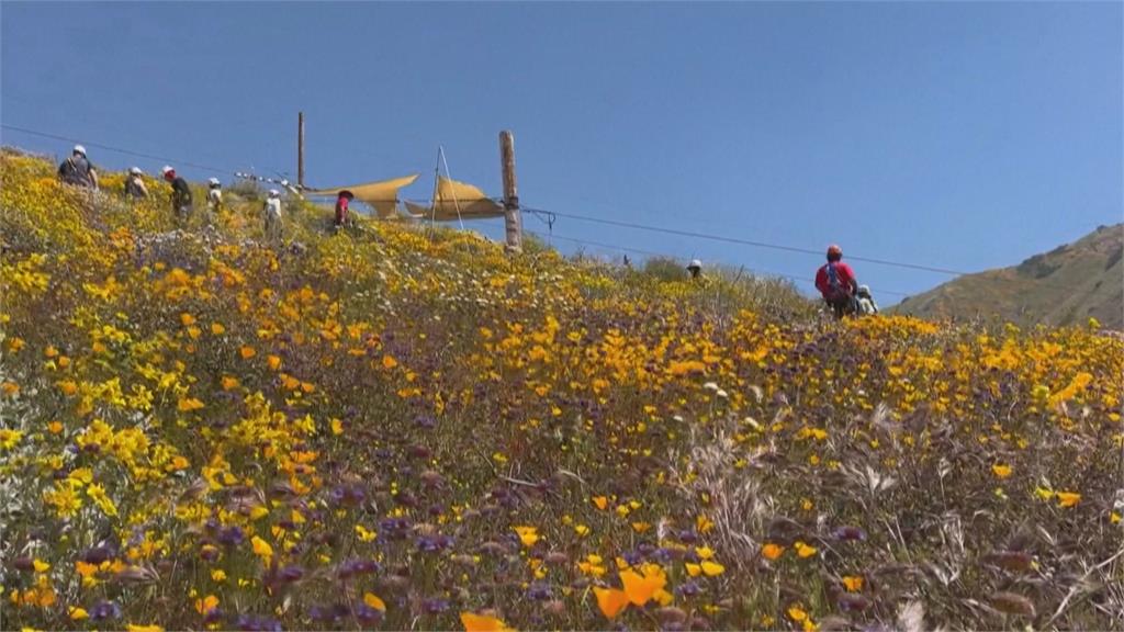 護花！高空拉滑索滑下　極限挑戰只是要賞罌粟花海