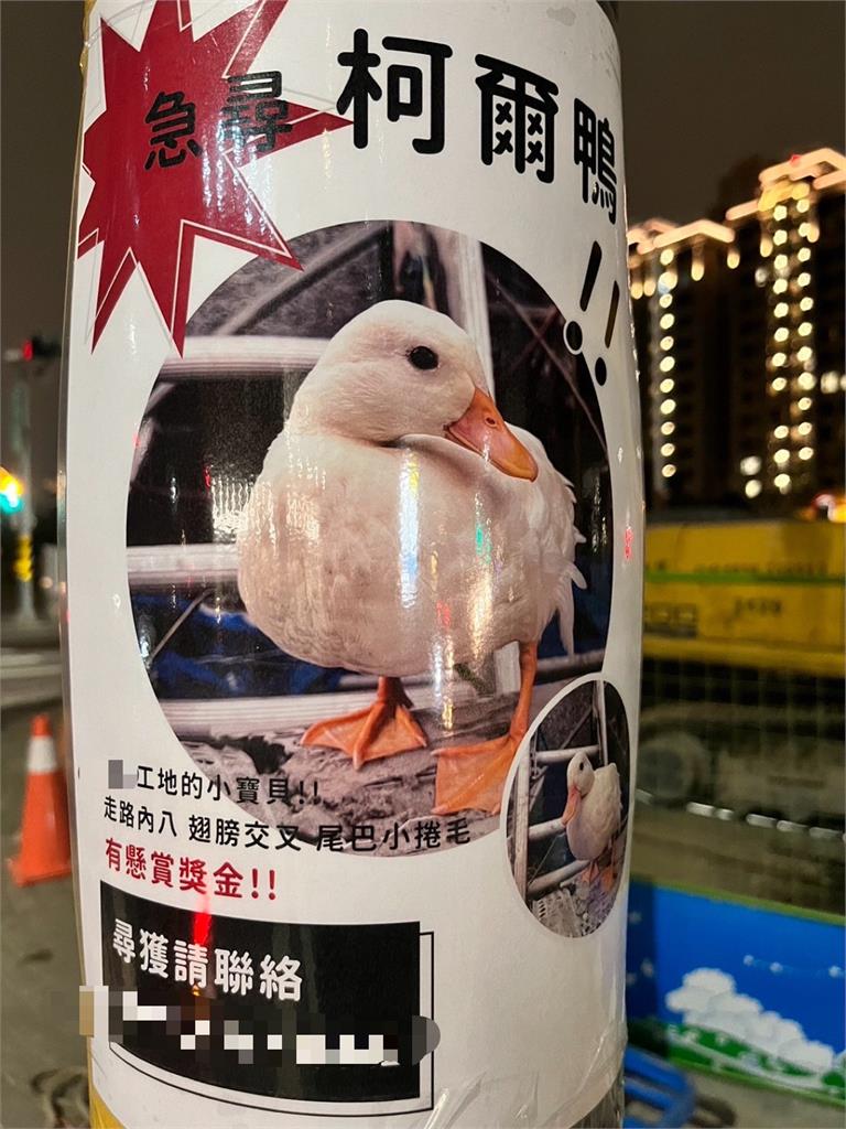 肥嫩小白鴨「被阿北抓走」糟了!尋回「面目全非」網笑:好險沒變薑母鴨