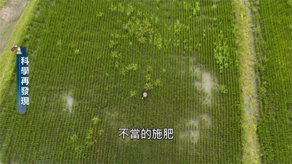 台灣湖泊優養化 清潔劑、不當施肥是元凶