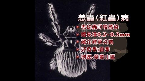 39歲網紅遭蟲咬病逝！疾管署急警「死亡率60％」台灣已56例確診