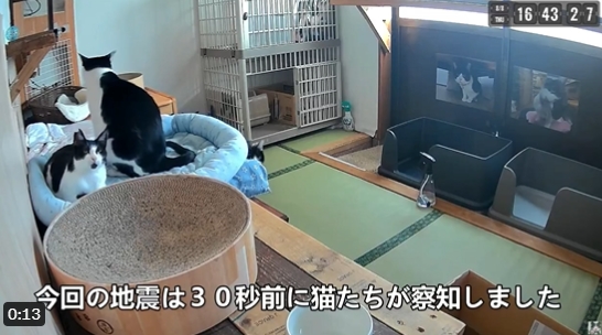 影/日本7.1強震!發生前30秒詭異畫面流出 5喵「齊抬頭定格」嚇到竄逃