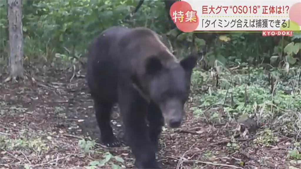 巨無霸棕熊4年襲擊66頭牛！　北海道「忍者熊」證實　7月遭獵殺
