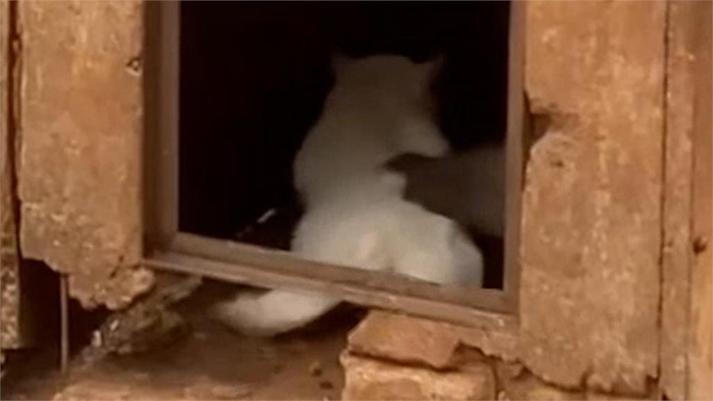 為了抓老鼠！中國動物園「放2貓跟猴混養」慘遭受虐　遊客看到崩潰罵爆