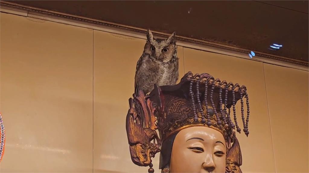 奇特！貓頭鷹站媽祖頭冠上不走　廟方：與媽祖有緣