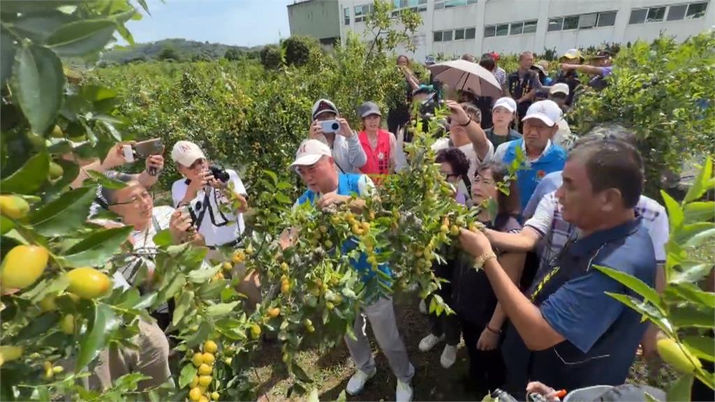 巴威重創！苗栗紅棗嚴重落果、裂果　估損失金額約２８８萬